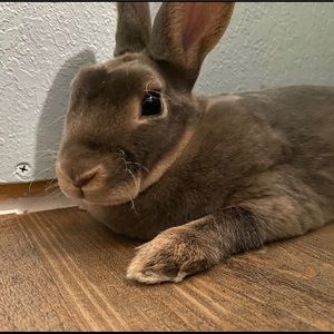 Meet your Posher, Natasha